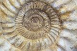 Jurassic Ammonite Fossil - Madagascar #77653-2